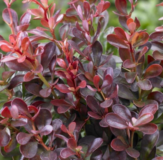 Berberis - Çalı Ağaçlar